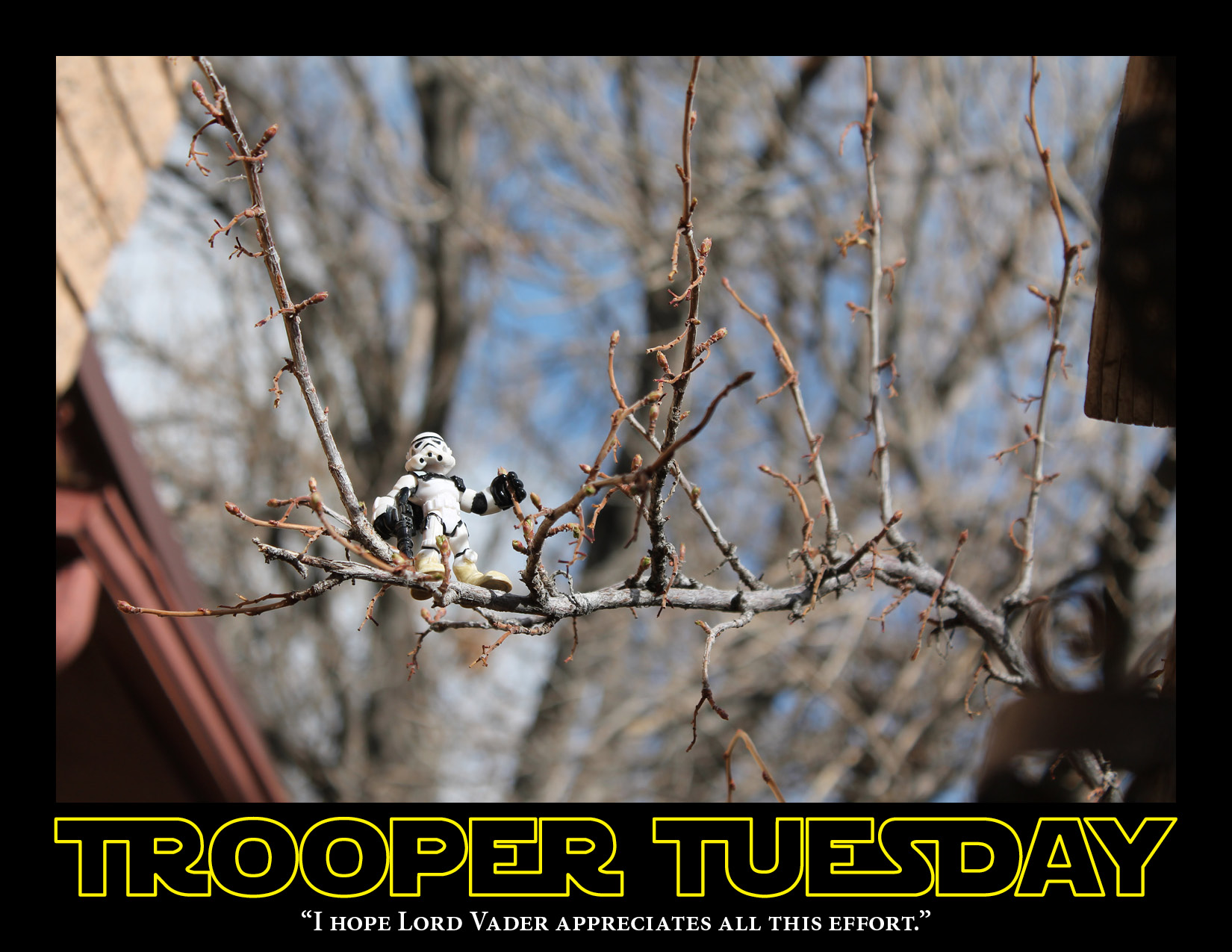 Sandy, the Sandtrooper stands out on a tree branch to get a better view.