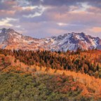 Gatorade: A Love Story